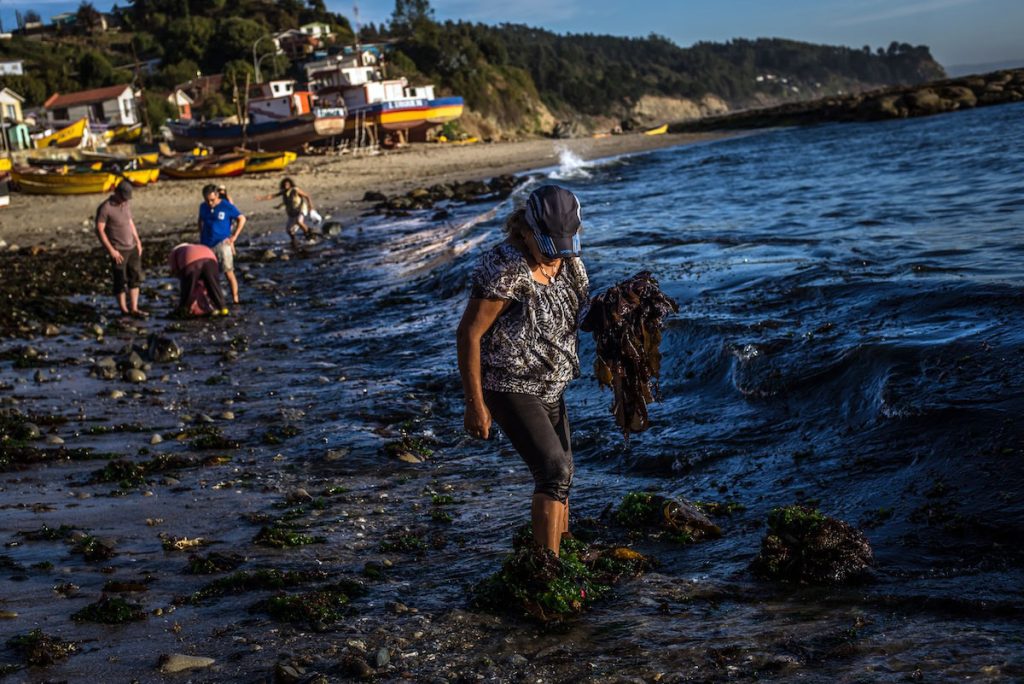 A lo largo de todo Chile, la pesca artesanal también tiene rostro de mujer