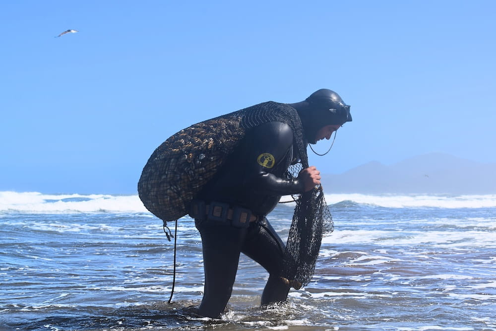 La Mejor Macha, sello de identidad y trazabilidad desde la región de Coquimbo