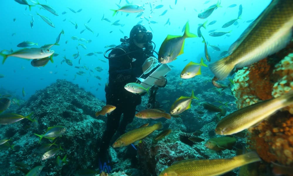 Oceana Chile: “Ya no trabajamos sobre una hoja en blanco, ahora el desafío está en los detalles de la protección efectiva de nuestros mares”